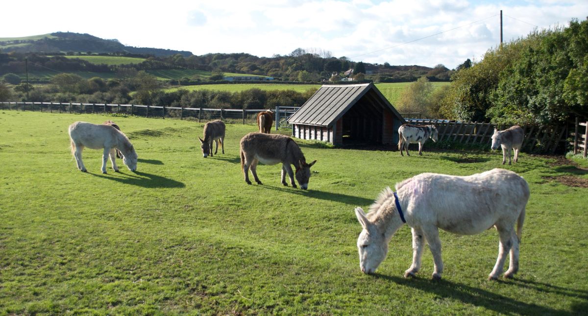 Donkey Sanctuary on the Isle of Wight